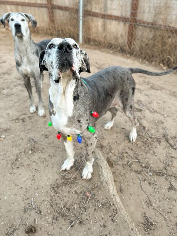 Enlarge Penelope, a Adoptable Great Dane in Windsor, CO image 3/3