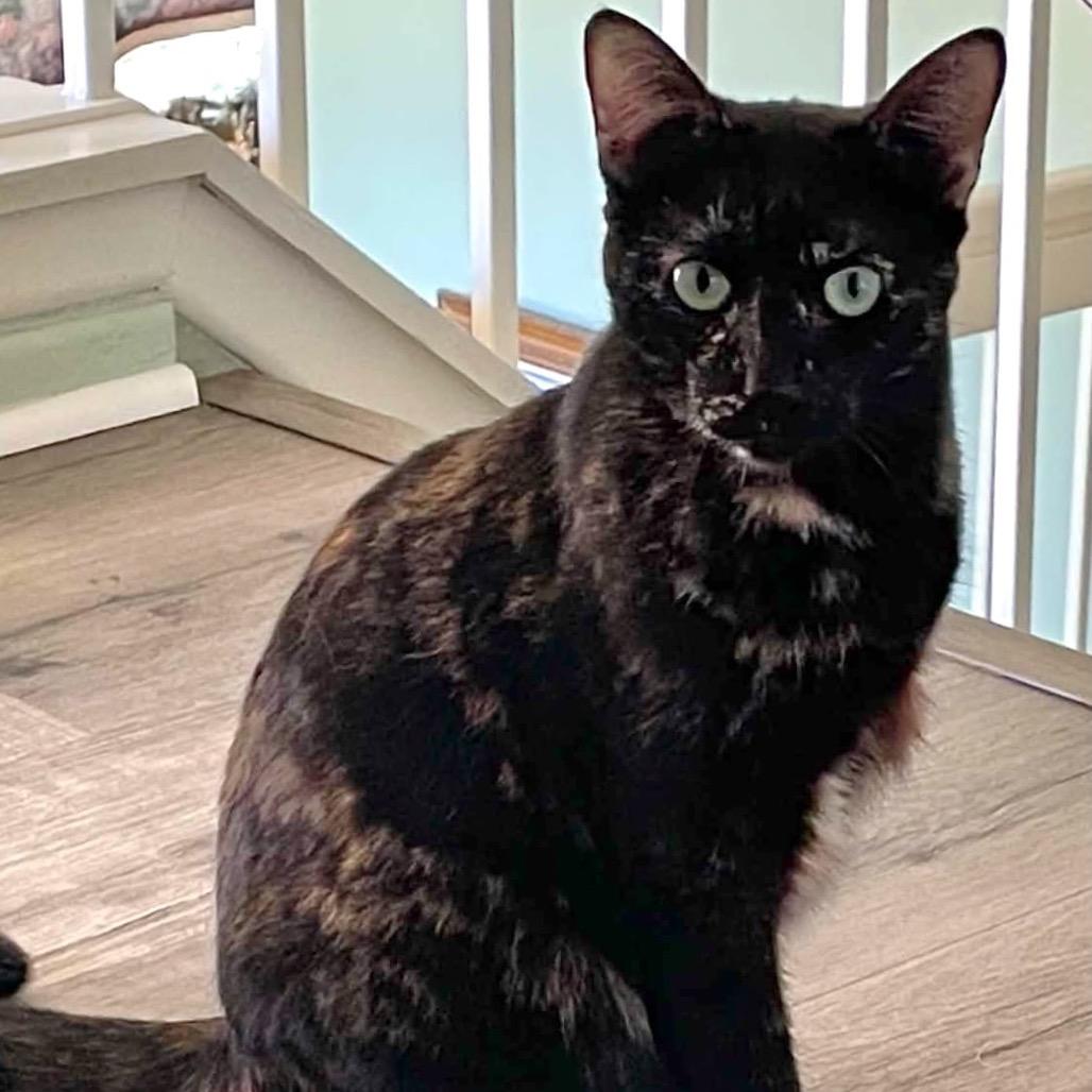 Gretchen, Adoptable, Adult Female Domestic Short Hair.