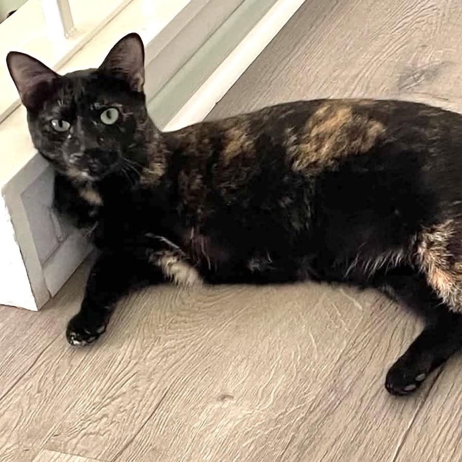 Enlarge Gretchen, a Adoptable Domestic Short Hair in Hemet, CA image 2/5