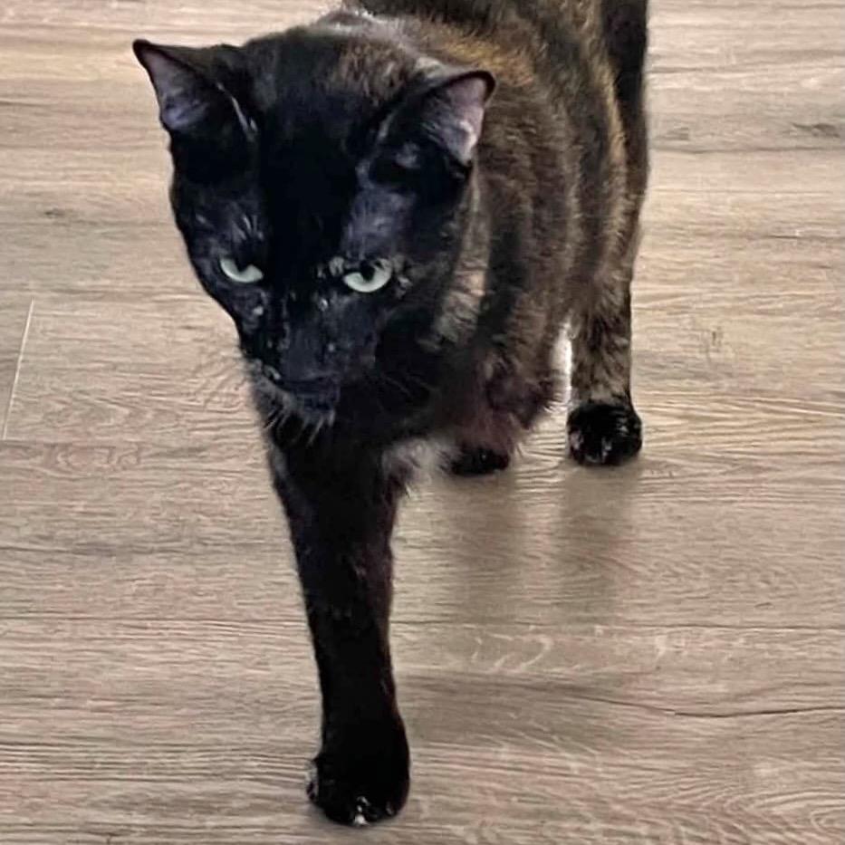 Enlarge Gretchen, a Adoptable Domestic Short Hair in Hemet, CA image 3/5