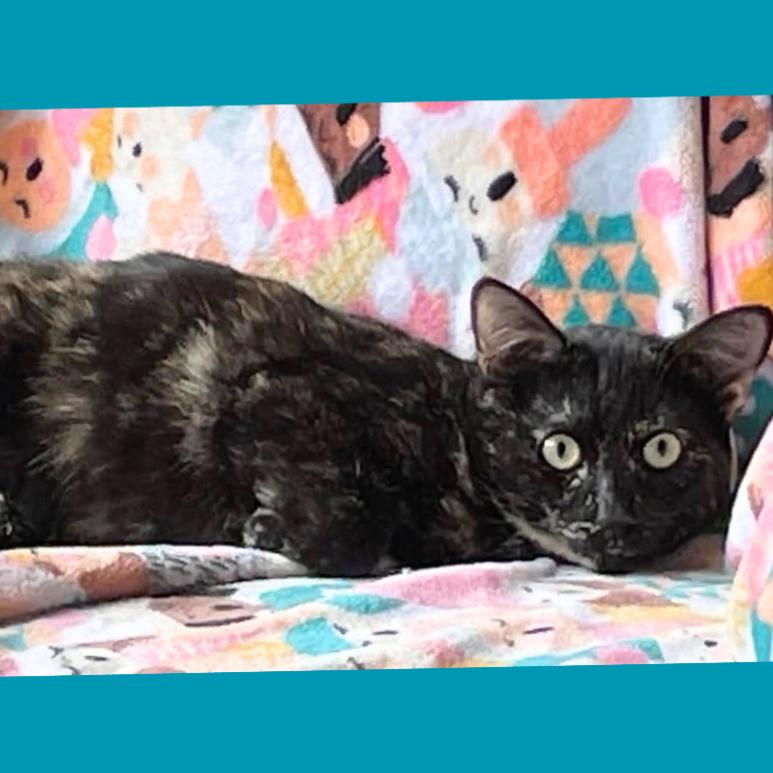 Enlarge Gretchen, a Adoptable Domestic Short Hair in Hemet, CA image 4/5