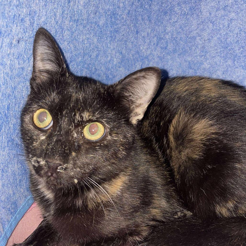 Enlarge Gretchen, a Adoptable Domestic Short Hair in Hemet, CA image 5/5