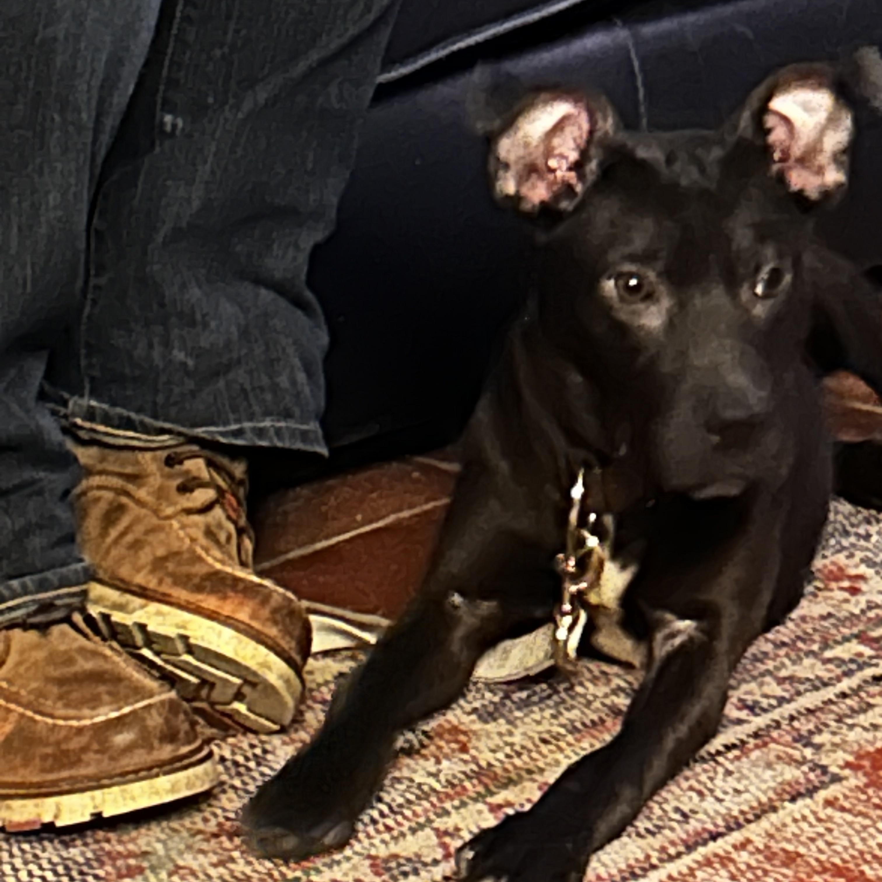 Enlarge Louie , a Adoptable mixed breed in Elkhorn, WI image 3/5