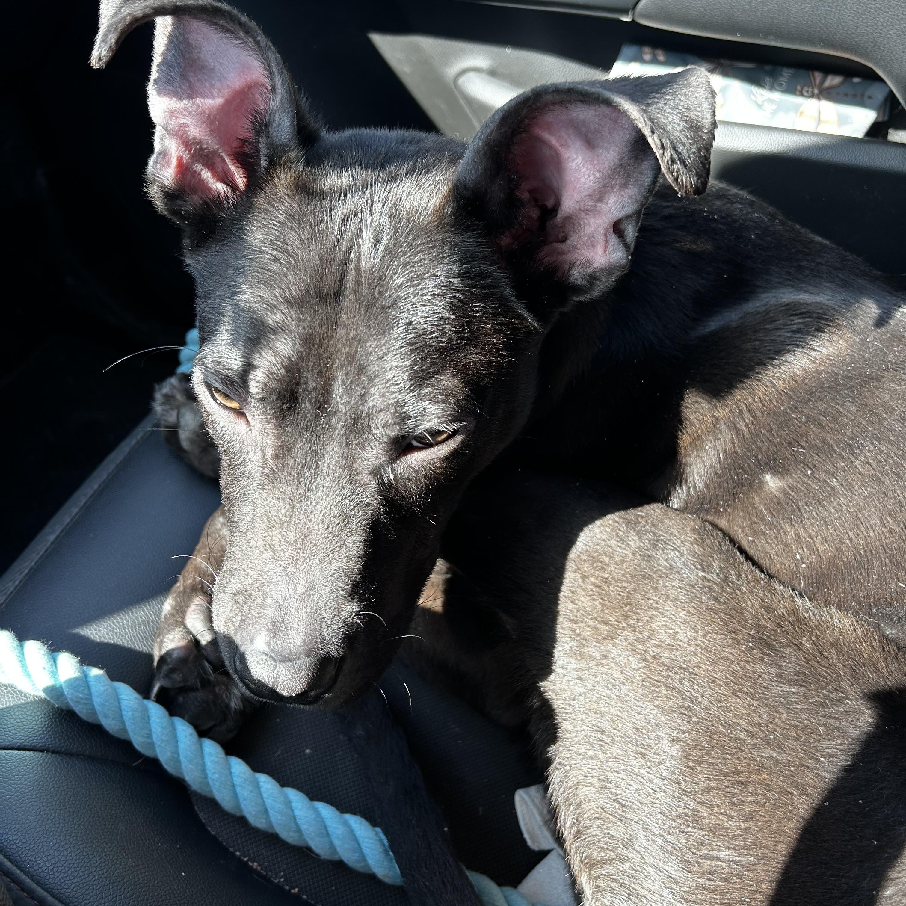 Enlarge Louie , a Adoptable mixed breed in Elkhorn, WI image 2/5