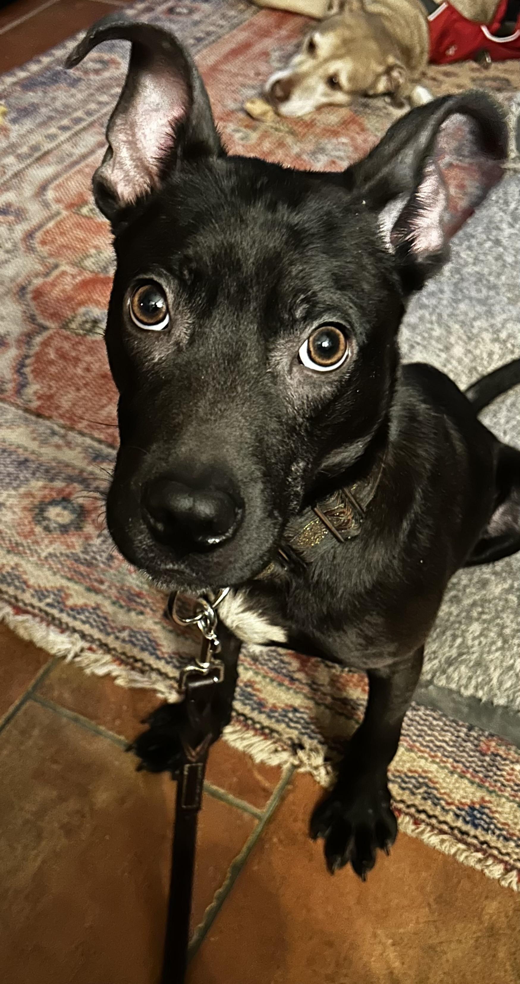 Louie , Adoptable, Puppy Male Black Labrador Retriever.