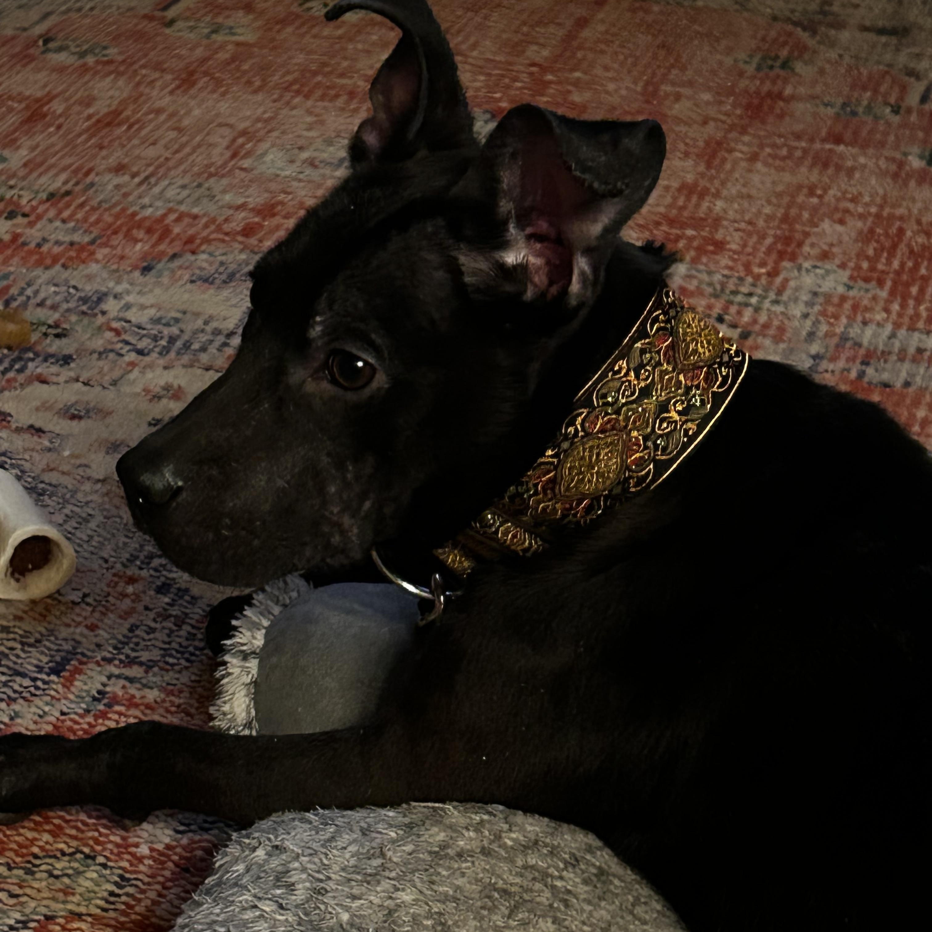 Enlarge Louie , a Adoptable mixed breed in Elkhorn, WI image 4/5