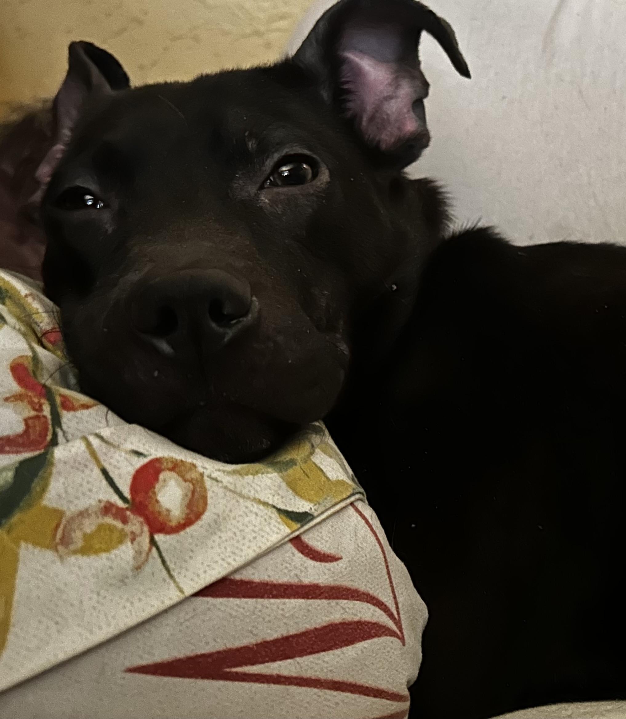 Enlarge Louie , a Adoptable mixed breed in Elkhorn, WI image 5/5