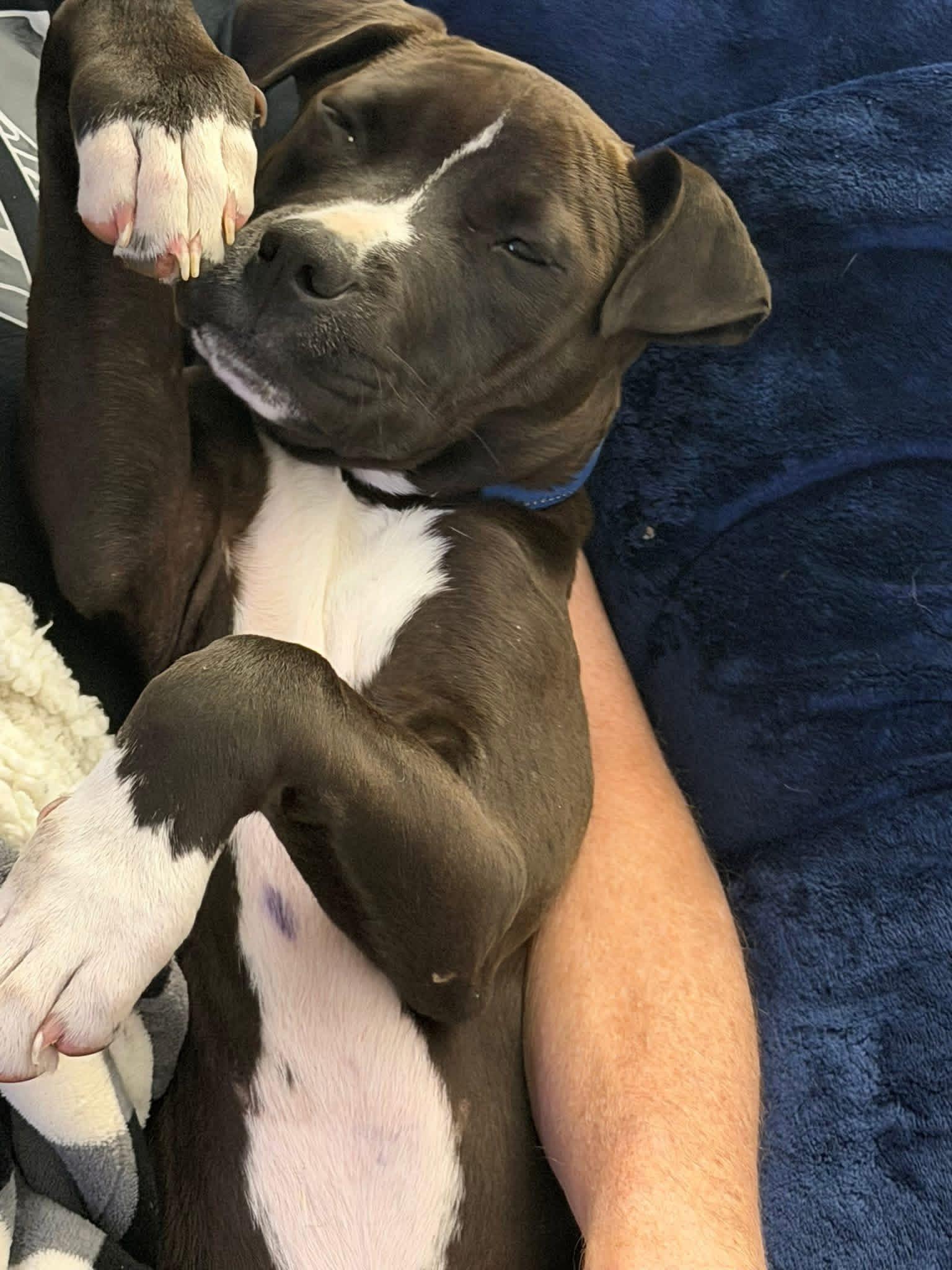 Enlarge Jet, a ADOPTABLE American Bulldog in Ayden, NC image 6/6