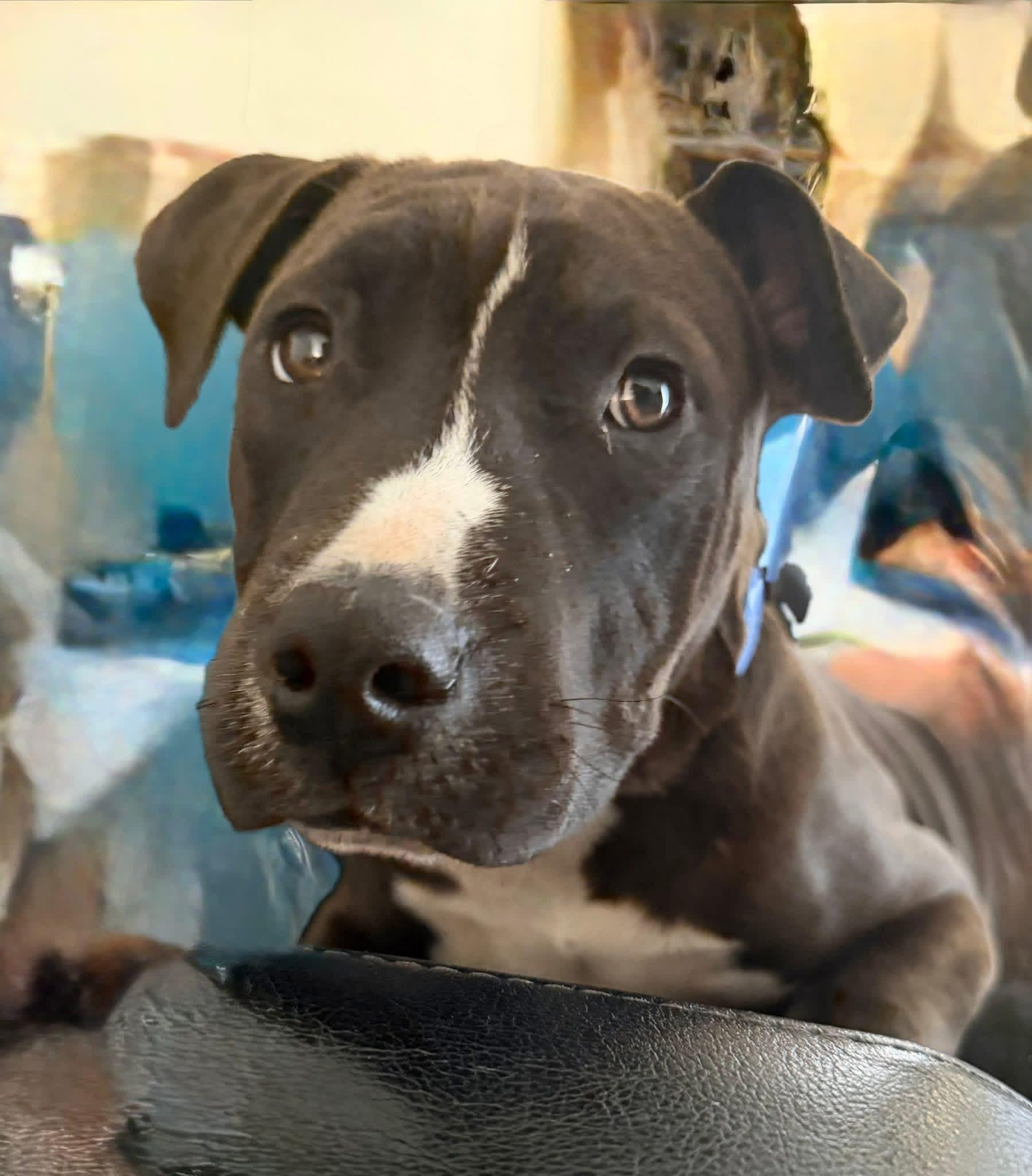 Enlarge Jet, a ADOPTABLE American Bulldog in Ayden, NC image 5/6