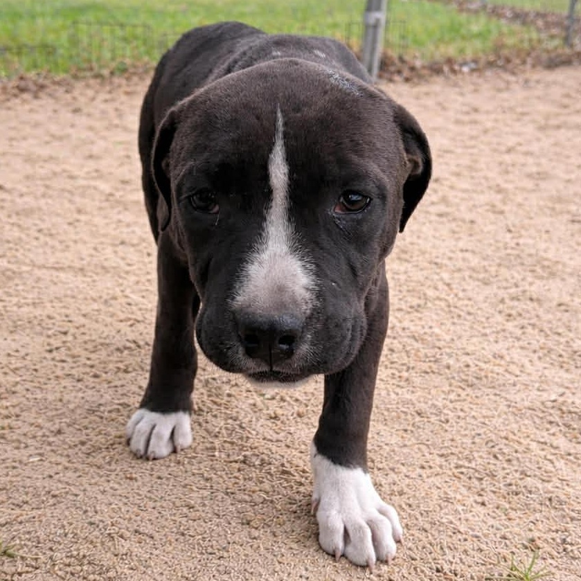Enlarge Jet, a ADOPTABLE American Bulldog in Ayden, NC image 1/3