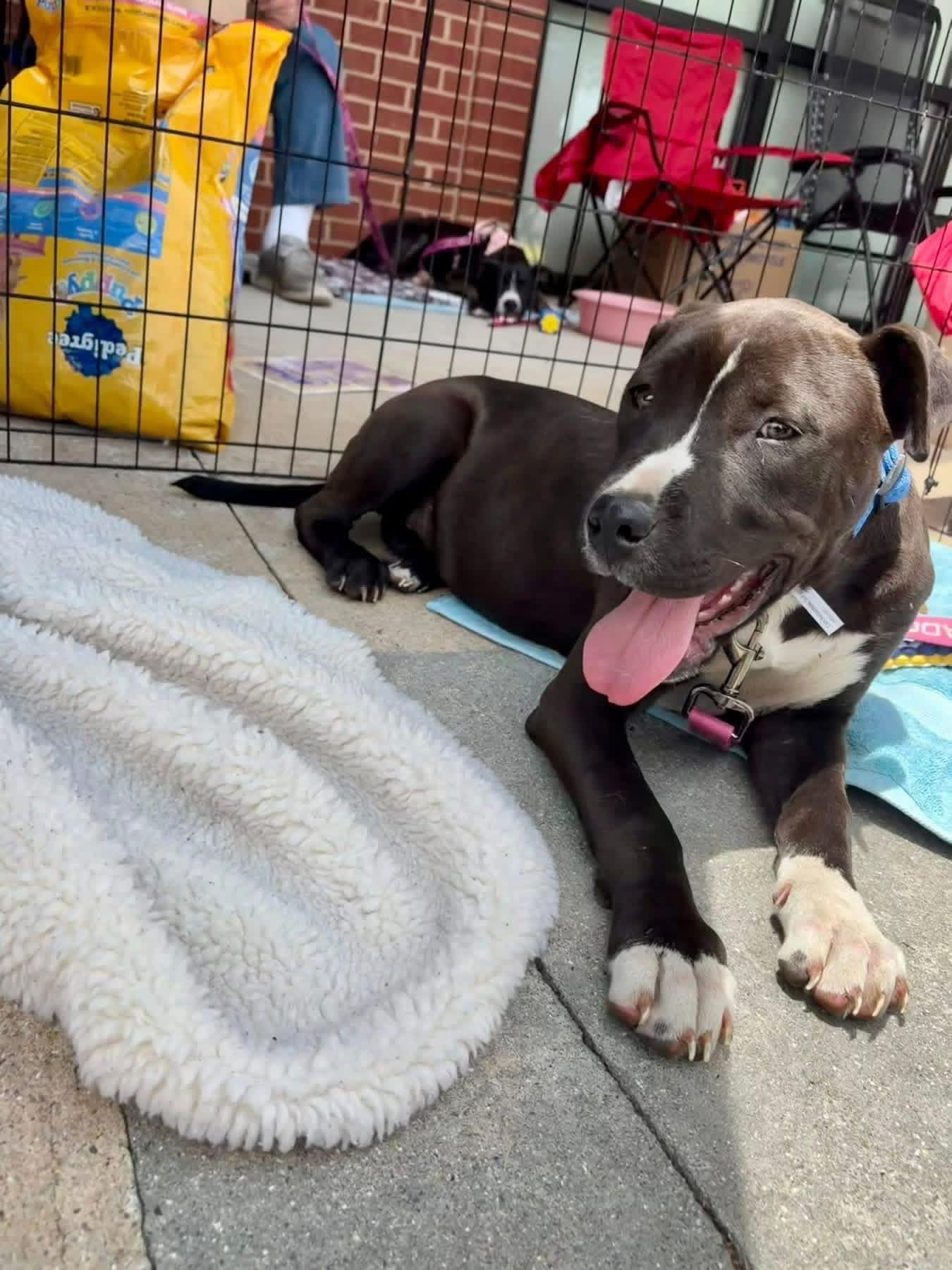 Enlarge Jet, a ADOPTABLE American Bulldog in Ayden, NC image 3/6