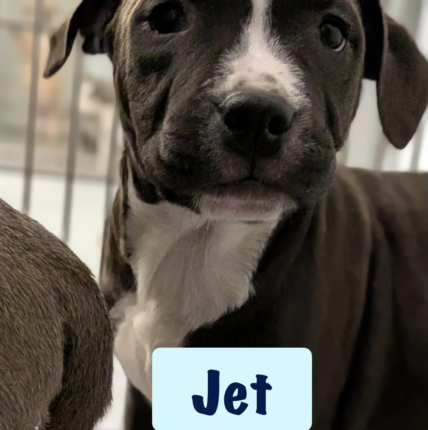 Enlarge Jet, a ADOPTABLE American Bulldog in Ayden, NC image 2/3