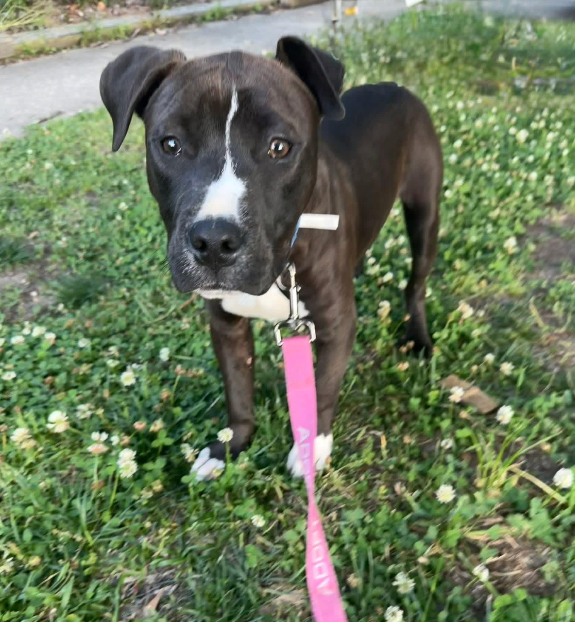 Jet, ADOPTABLE, Puppy Male American Bulldog.