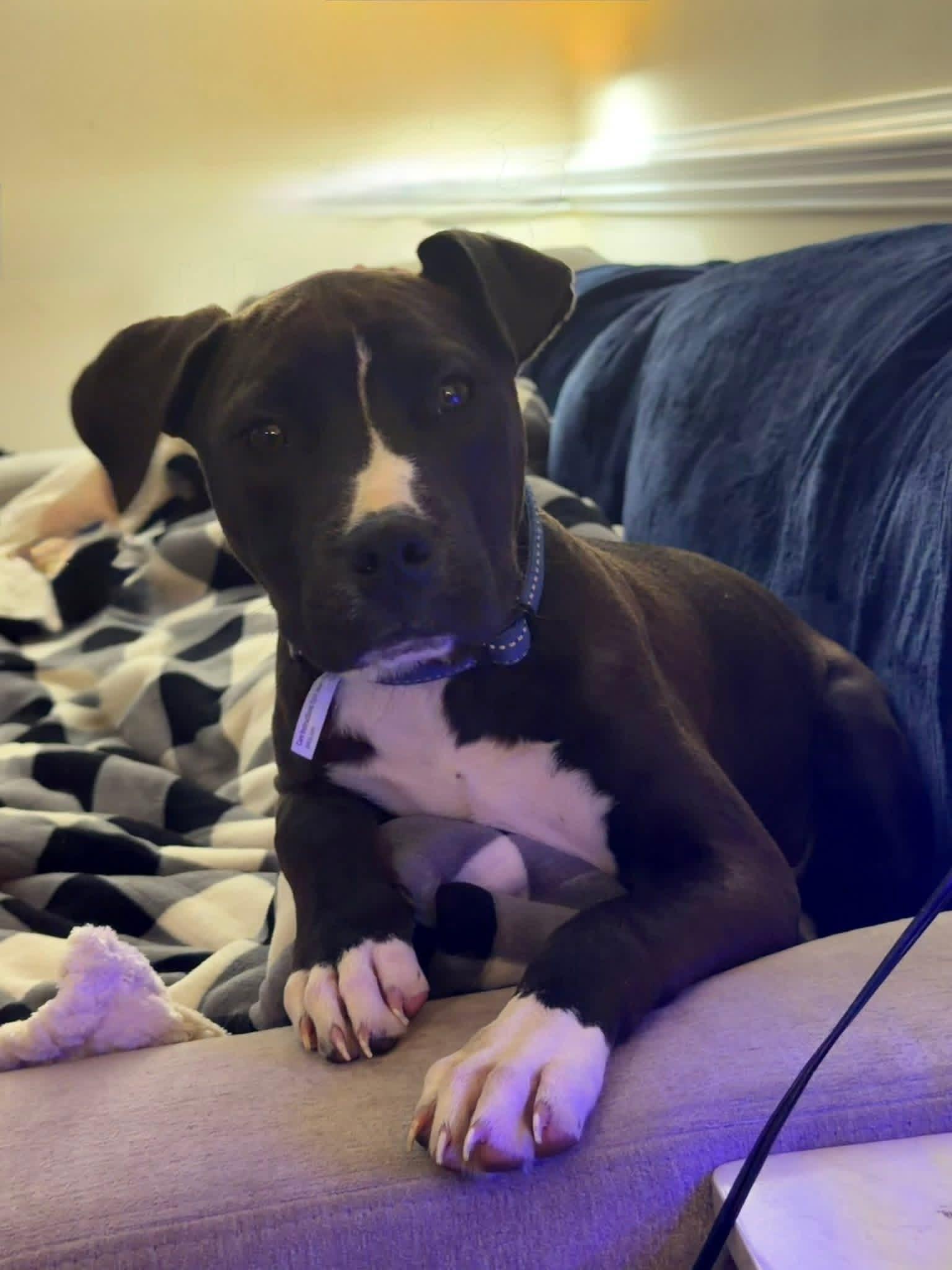 Enlarge Jet, a ADOPTABLE American Bulldog in Ayden, NC image 4/6