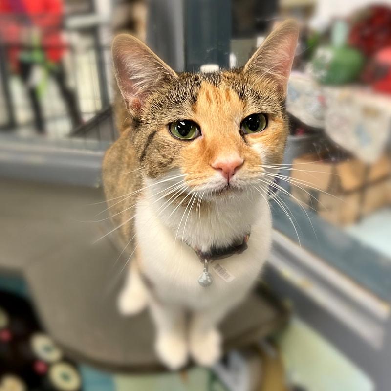 Chloe, adopted, Young Female Domestic Short Hair.