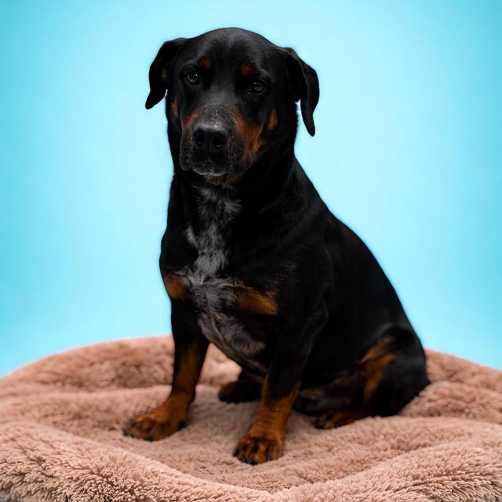 Rover, Adoptable, Adult Male Dachshund & Rottweiler.