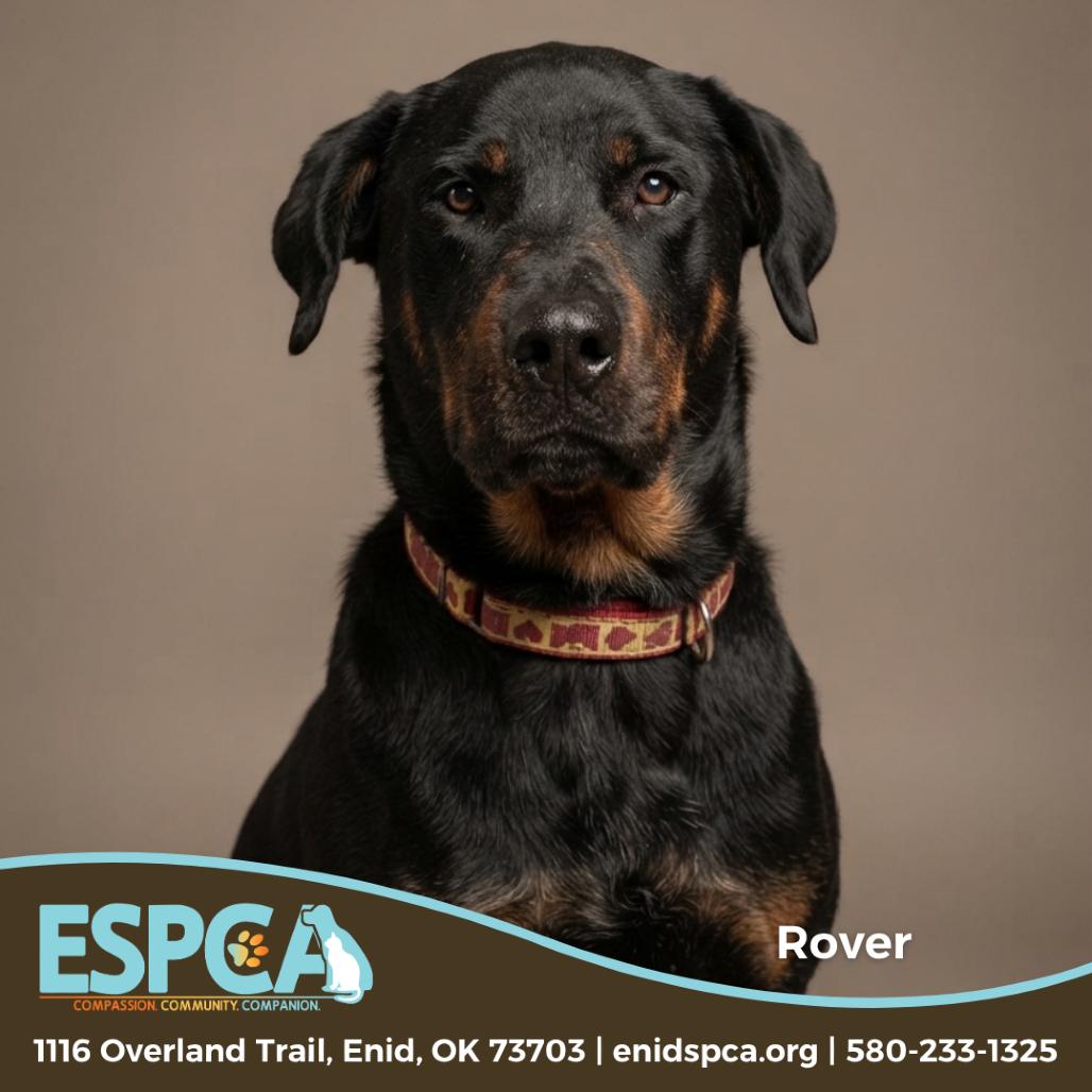 Enlarge Rover, a Adoptable mixed breed in Enid, OK image 2/6