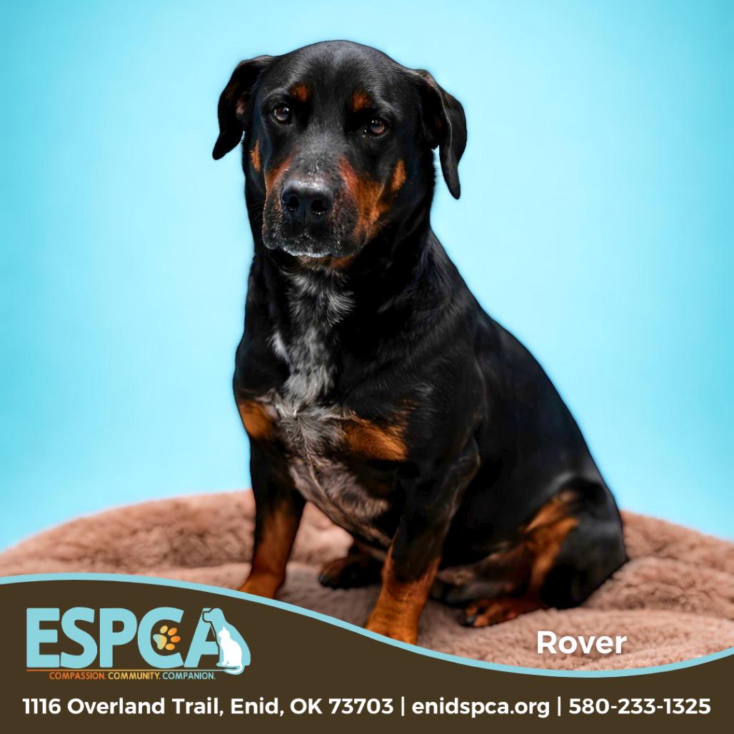 Rover, a Adoptable mixed breed in Enid, OK image 3/6