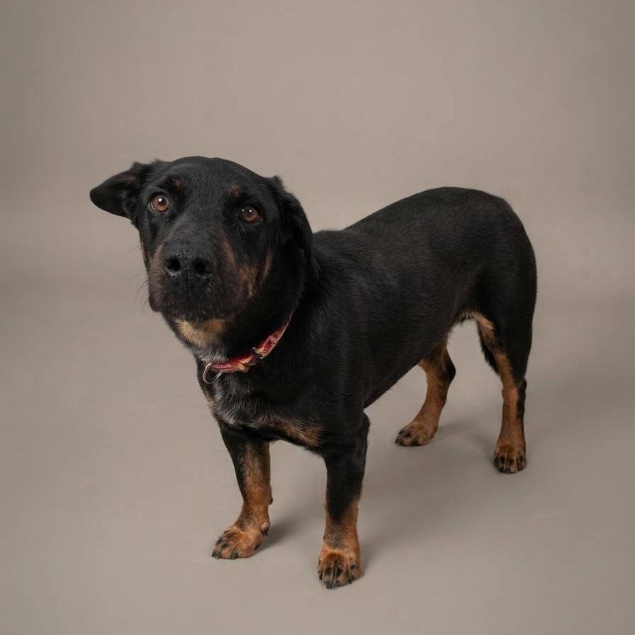 Rover, a Adoptable mixed breed in Enid, OK image 4/6