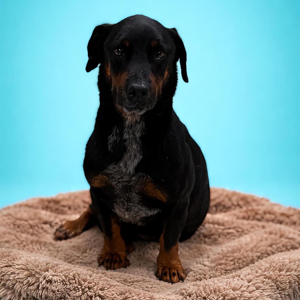Rover, a Adoptable mixed breed in Enid, OK image 5/6