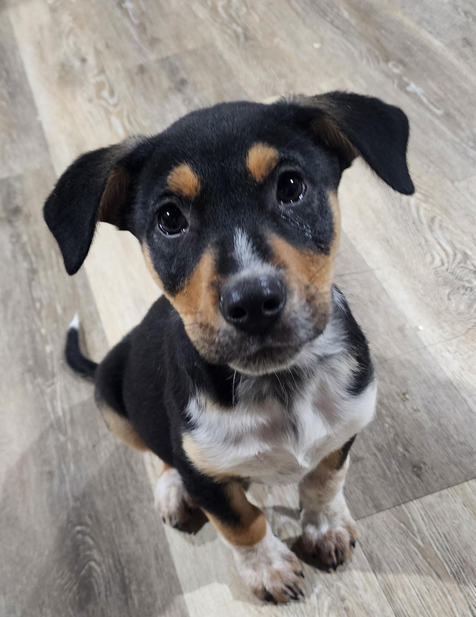 Enlarge Bruno, a Adoptable mixed breed in Marine City, MI image 1/3