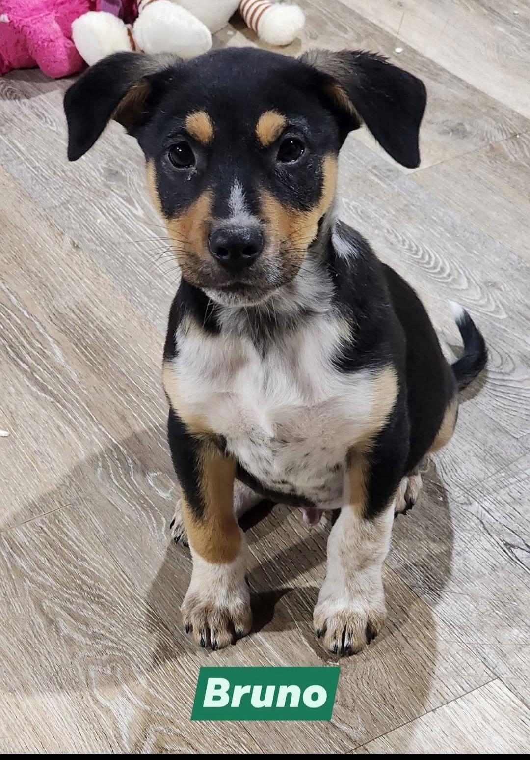 Enlarge Bruno, a Adoptable mixed breed in Marine City, MI image 3/3