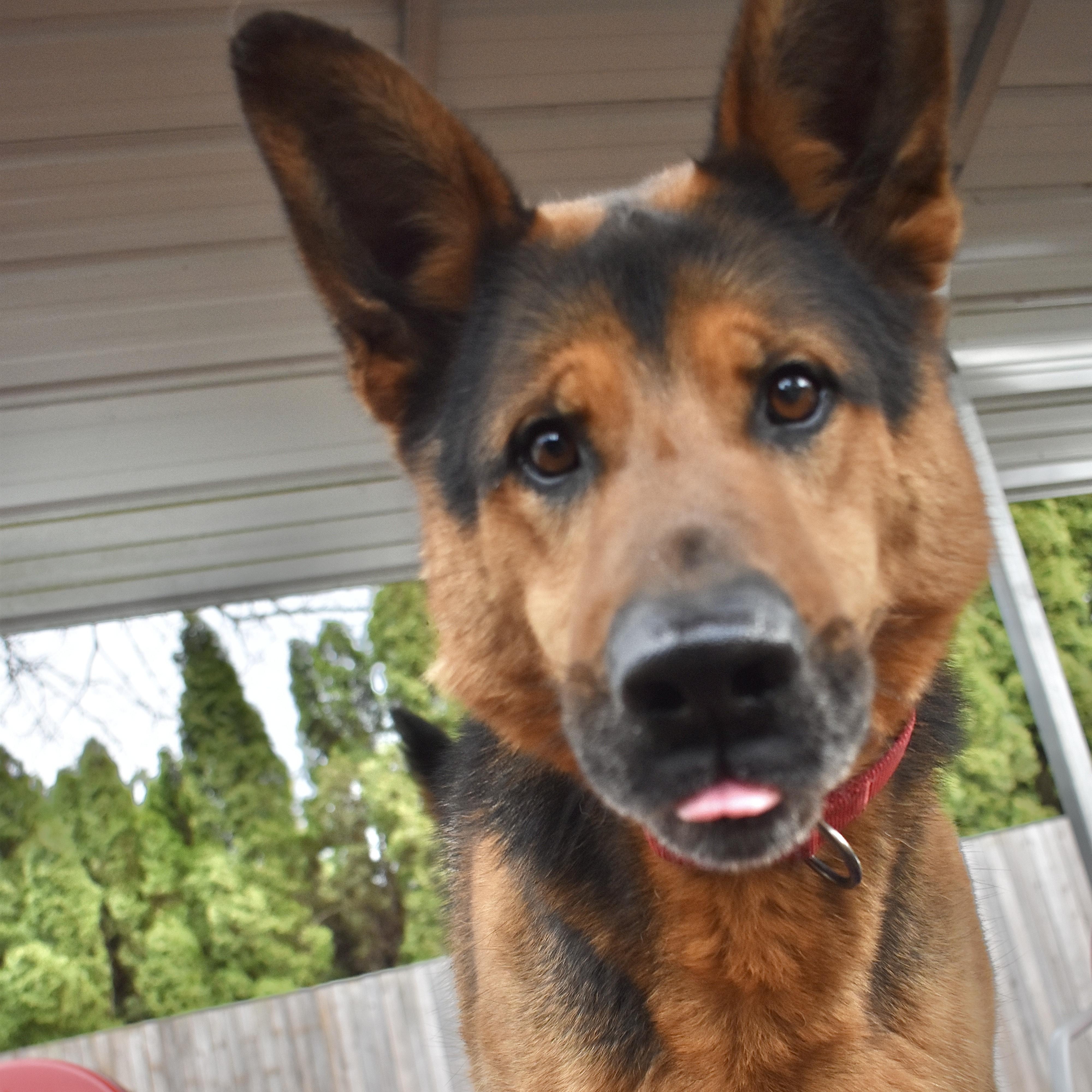 Dexter, a Adoptable mixed breed in Sequim, WA image 4/6