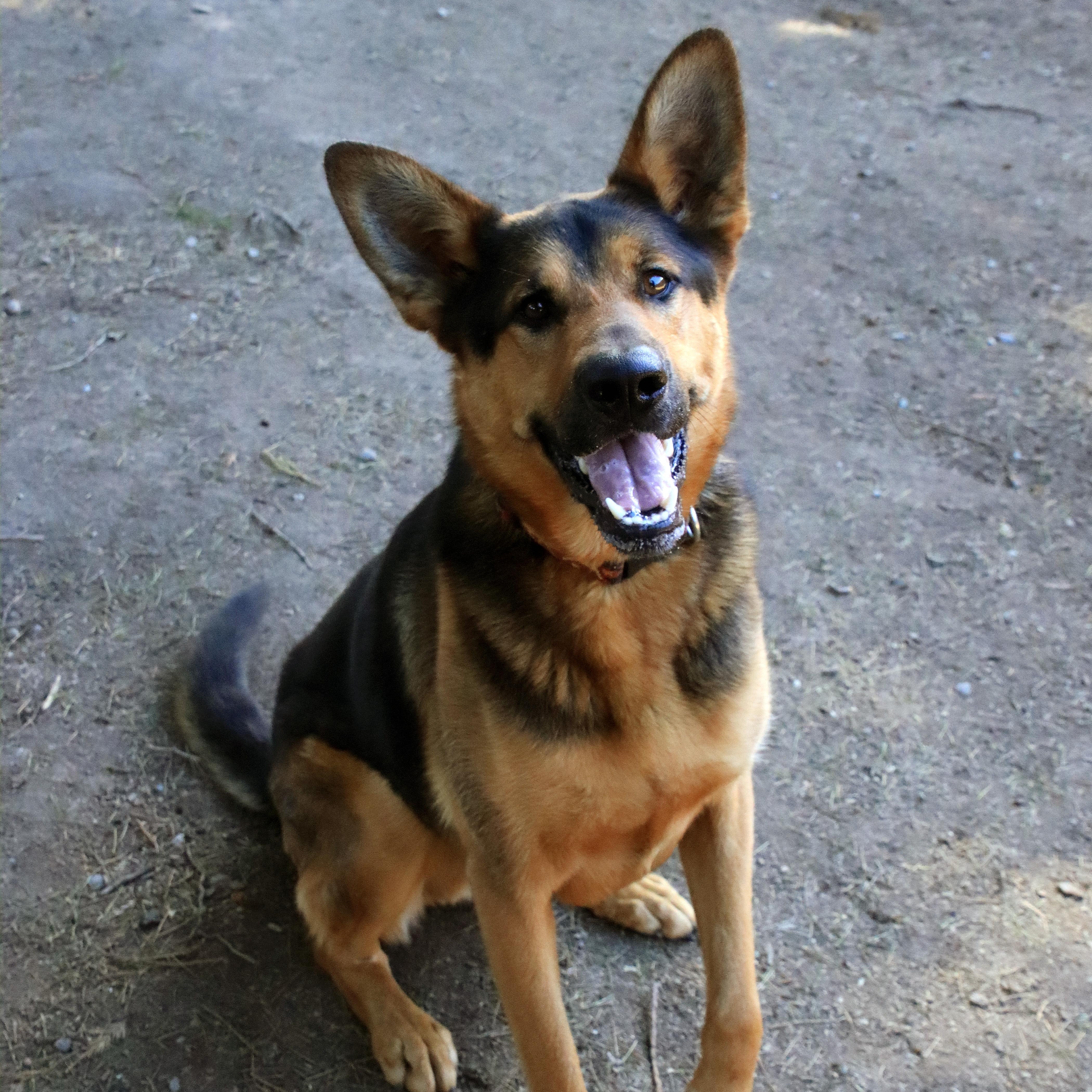 Dexter, a Adoptable mixed breed in Sequim, WA image 3/6