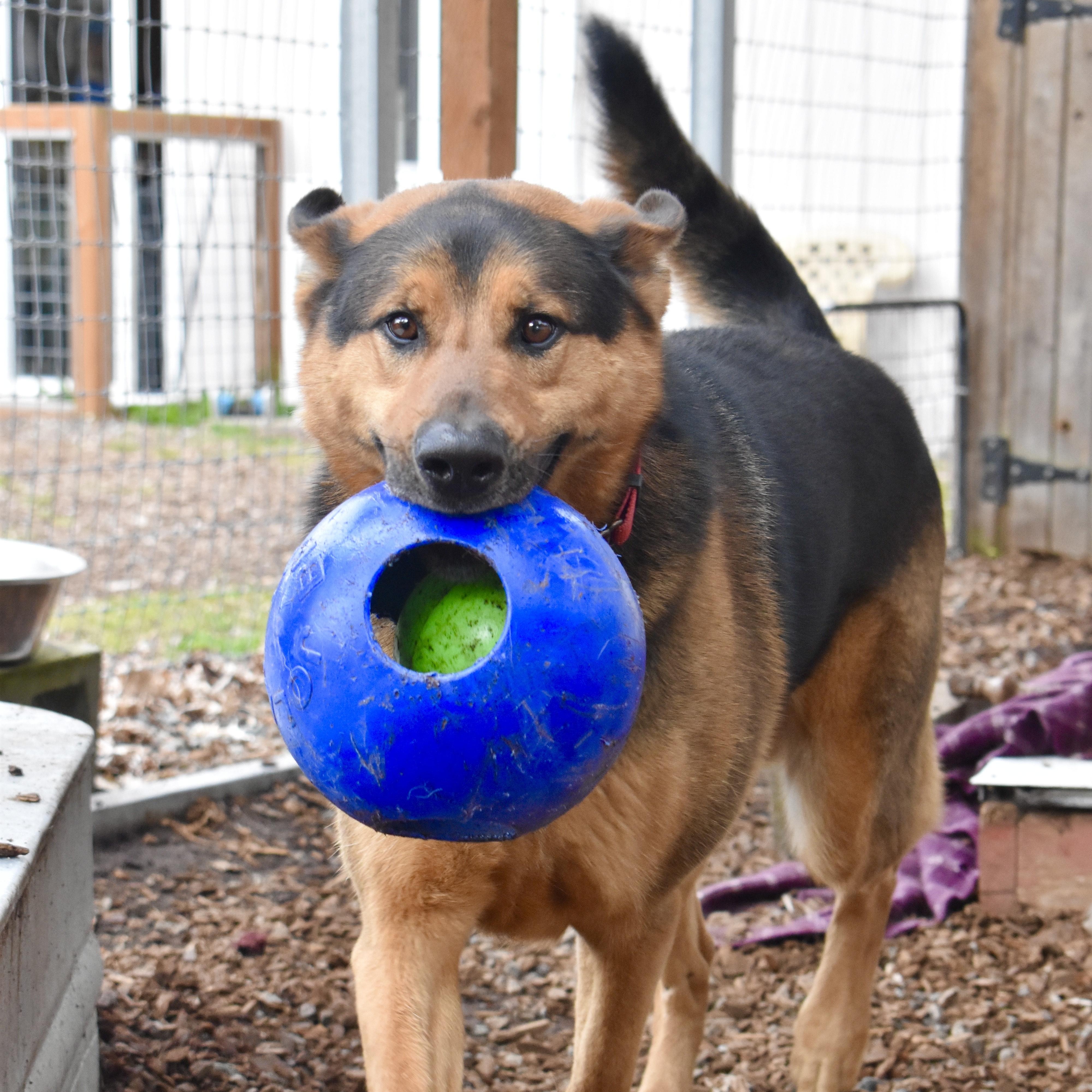 Dexter, a Adoptable mixed breed in Sequim, WA image 2/6
