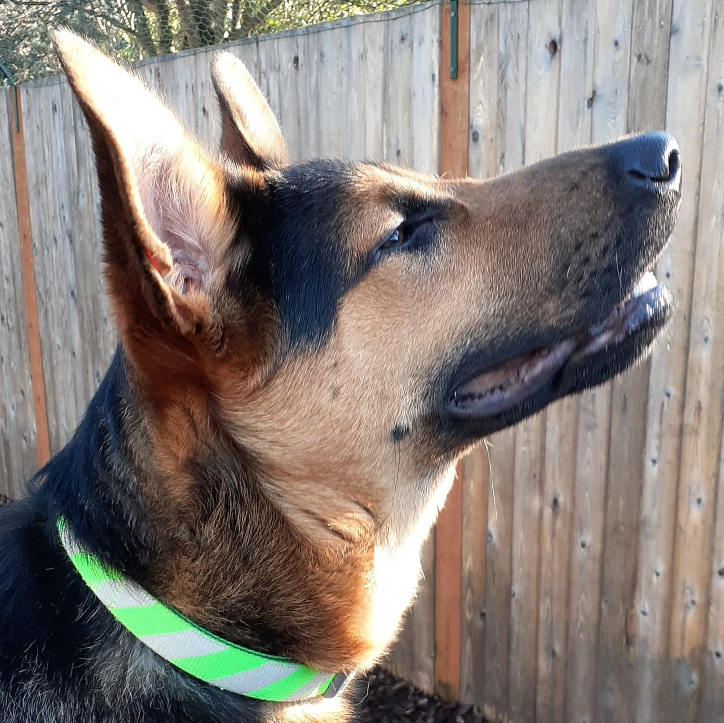 Dexter, a Adoptable mixed breed in Sequim, WA image 5/6