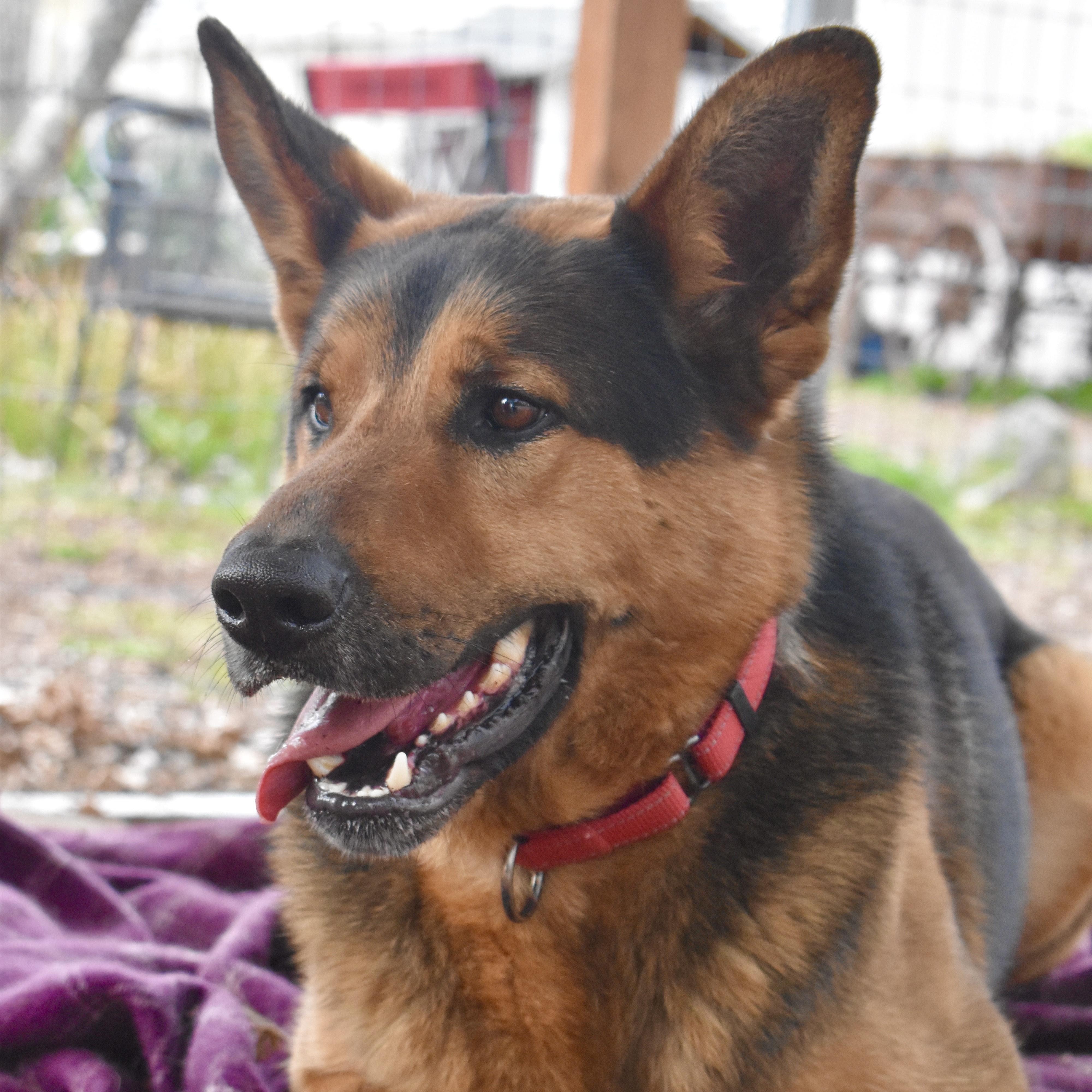 Dexter, a Adoptable mixed breed in Sequim, WA image 1/6