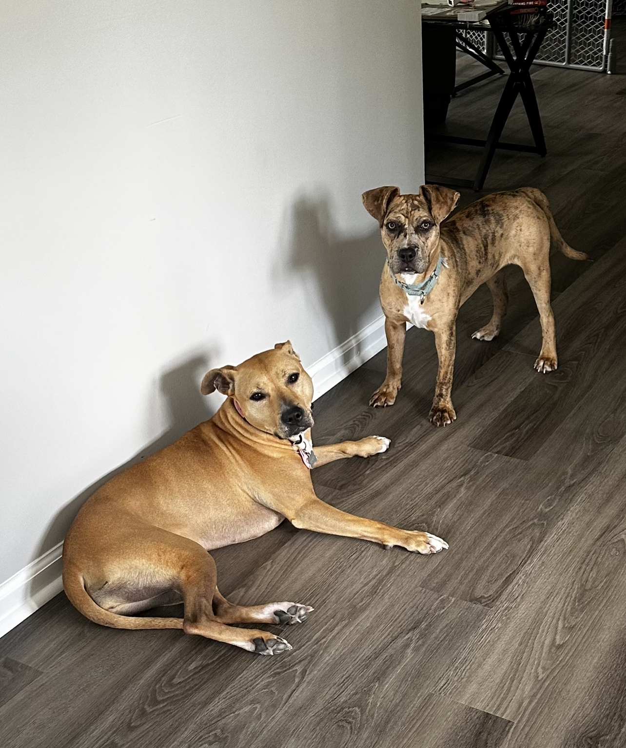 Enlarge Lima, a Adopted mixed breed in Southern Pines, NC image 1/5