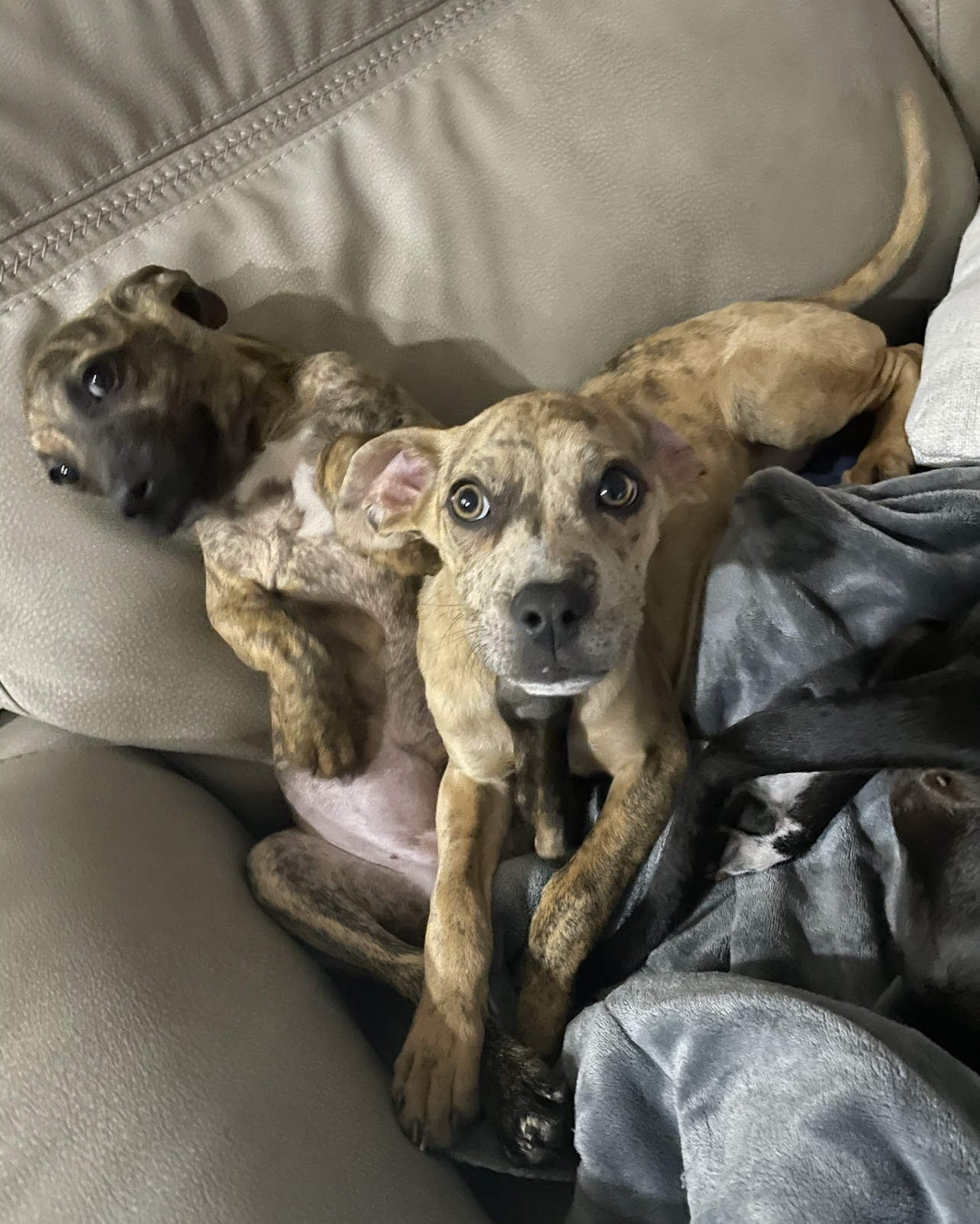 Enlarge Lima, a Adopted mixed breed in Southern Pines, NC image 2/5