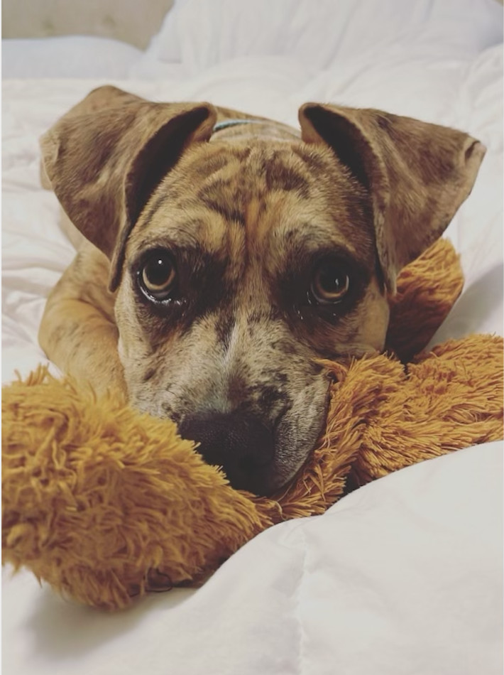 Enlarge Lima, a Adopted mixed breed in Southern Pines, NC image 3/5