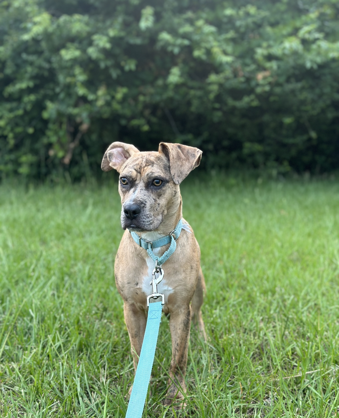 Enlarge Lima, a Adopted mixed breed in Southern Pines, NC image 4/5