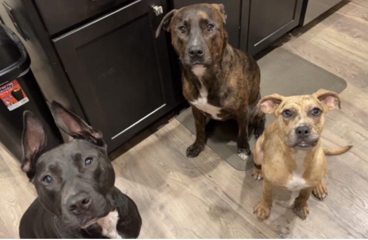 Enlarge Lima, a Adopted mixed breed in Southern Pines, NC image 5/5