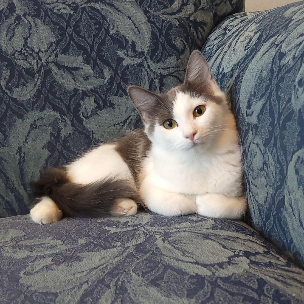 Enlarge Hana, a Adoptable Domestic Short Hair in Leander, TX image 2/2