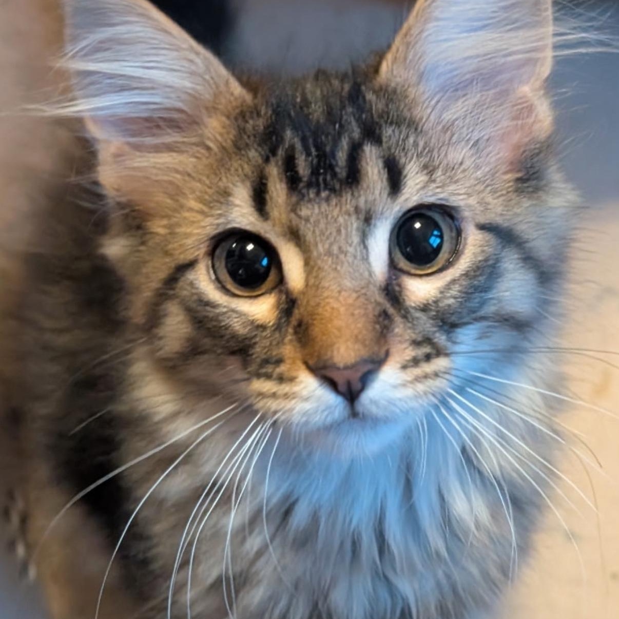 Leon, a ADOPTABLE mixed breed in Omaha, NE image 2/6
