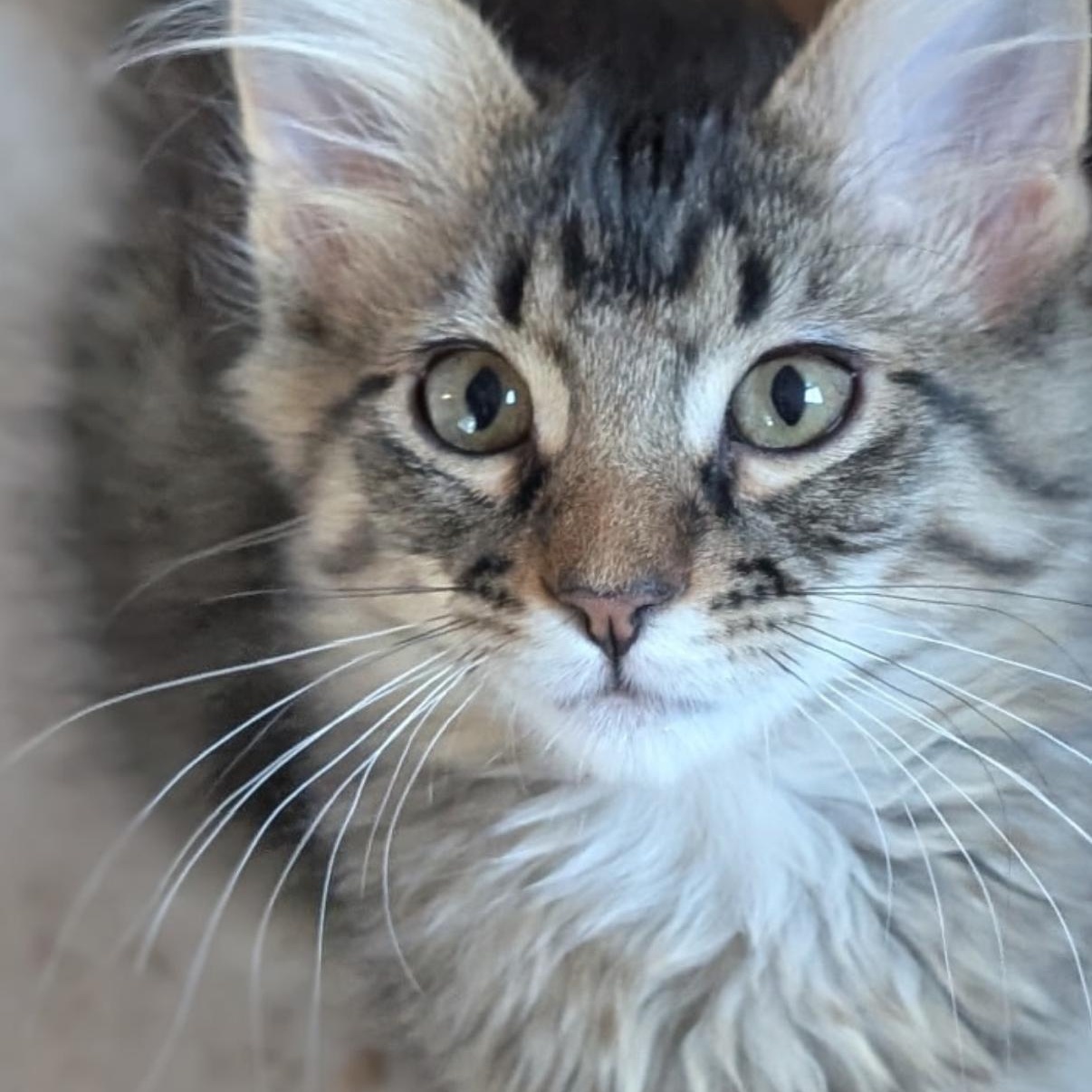 Leon, ADOPTABLE, Kitten Male Domestic Long Hair & Tabby.