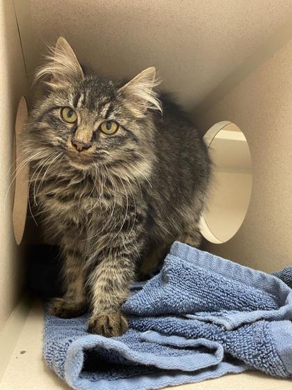 Jasper, ADOPTABLE, Young Female Domestic Long Hair.