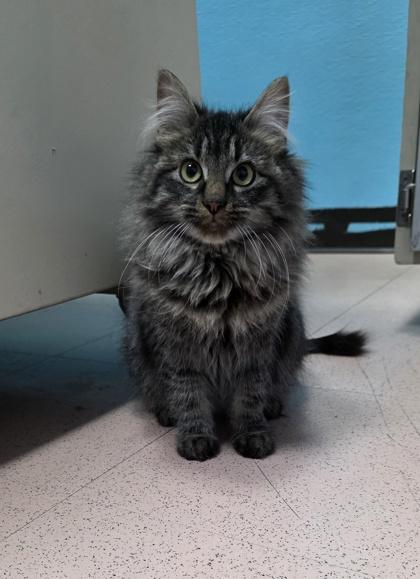 Jasper, ADOPTABLE, Kitten Female Domestic Long Hair.