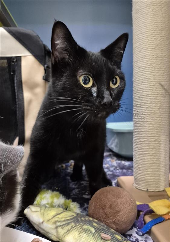 Candy, Adopted, Adult Female Domestic Short Hair.
