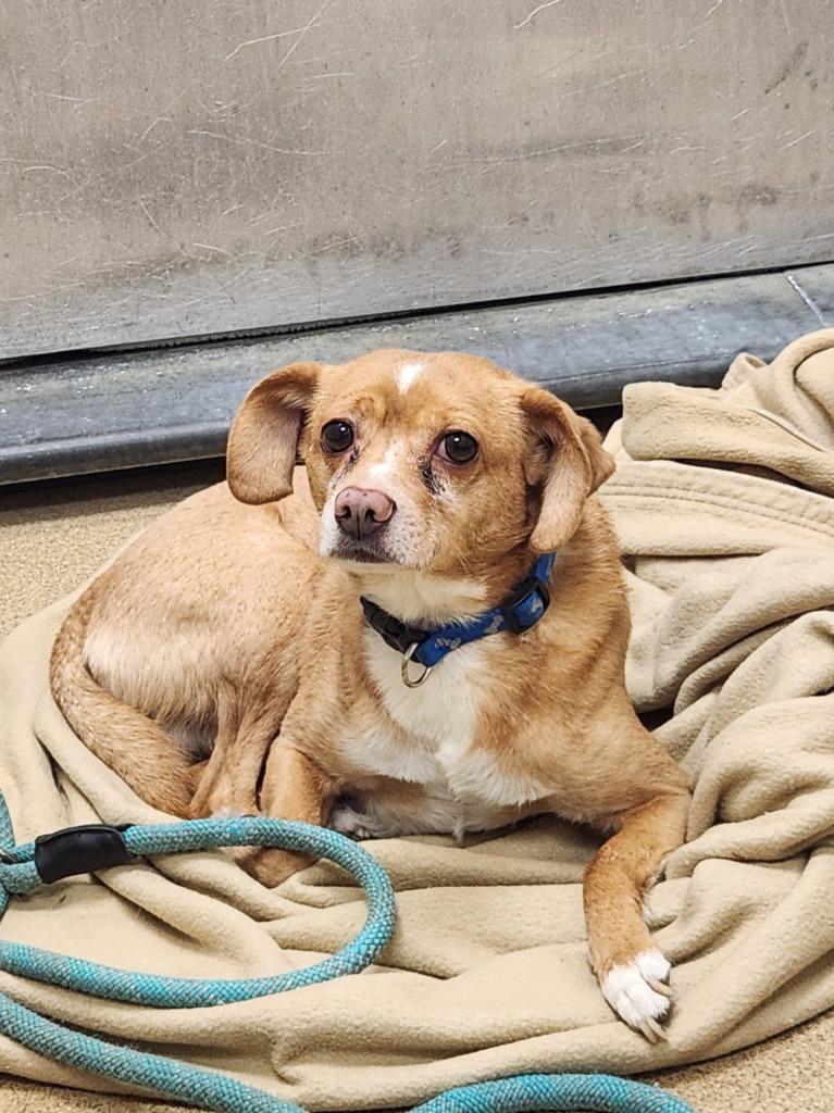 Enlarge Puppet, a Adoptable Chihuahua in Grand Forks, ND image 1/2