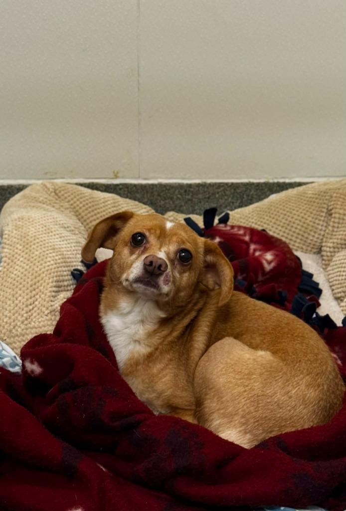 Puppet, Adoptable, Adult Male Chihuahua.