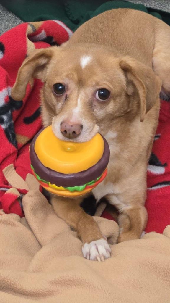 Enlarge Puppet - BQ, a Found Chihuahua in Grand Forks, ND image 1/1