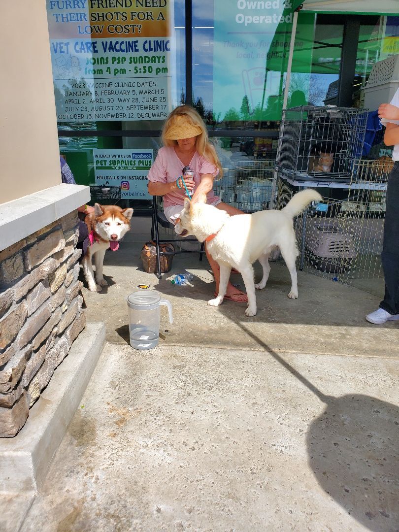 Simple Simon Mini Malamute, a Adoptable Alaskan Malamute in Manhattan Beach, CA image 2/4