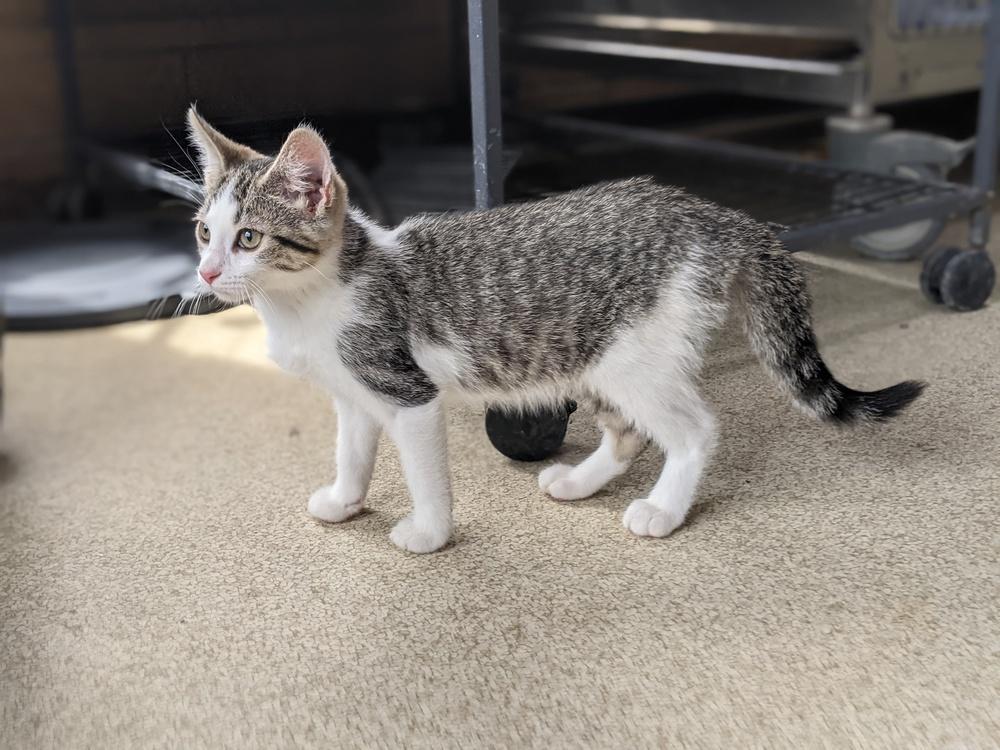 alice, Adopted, Kitten Female Tabby.