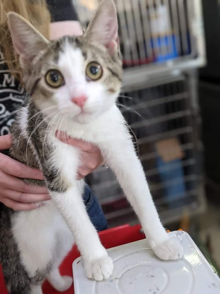 alice, a Adopted mixed breed in Richmond, IN image 2/2