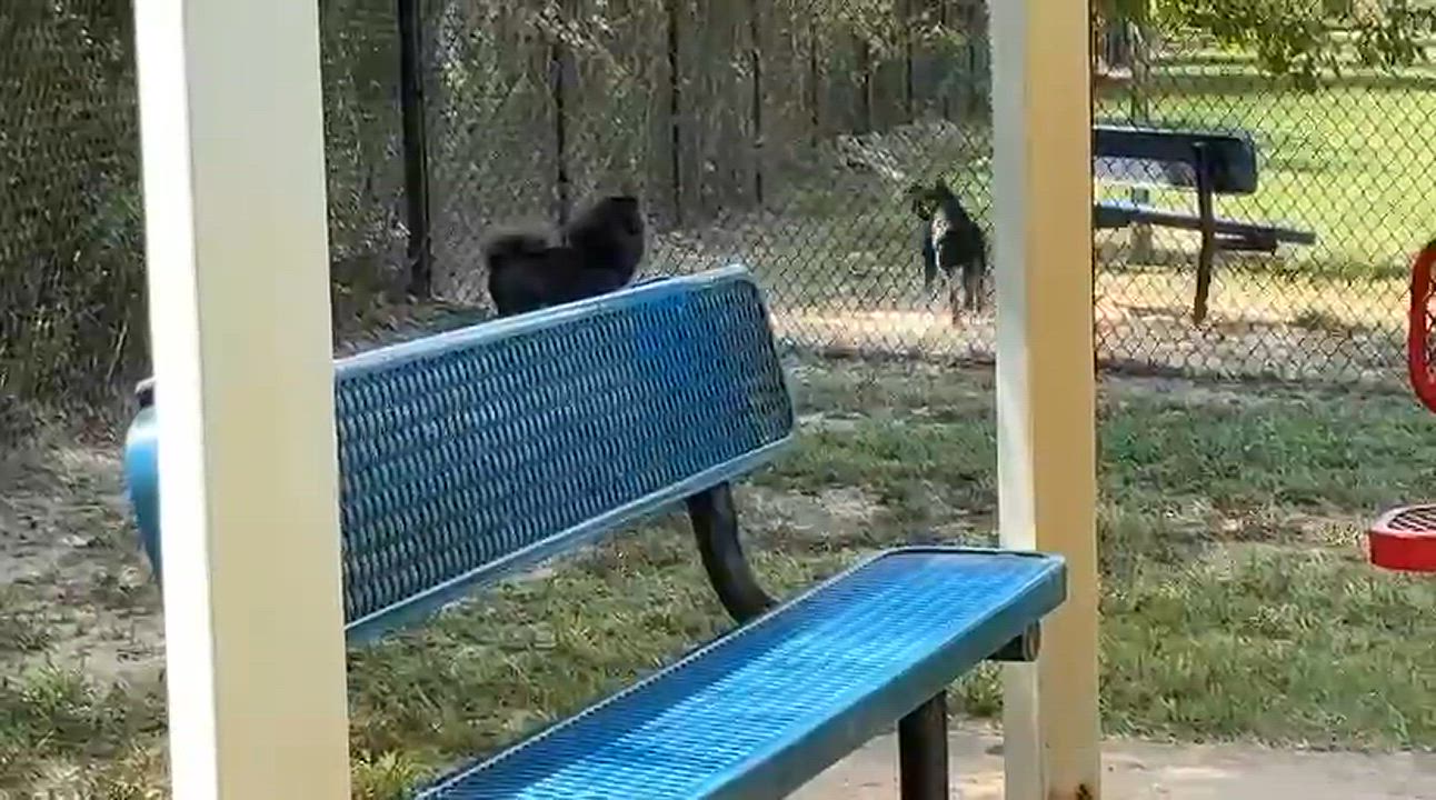 Enlarge Lexi, a Adopted Chow Chow in Salem, NH video 2/5