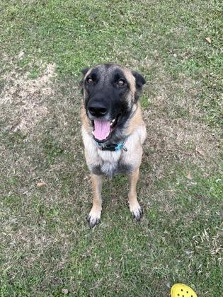 Athena (158616) (In a foster home), ADOPTABLE, Adult Female German Shepherd Dog.
